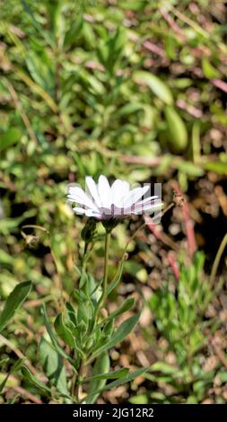 Primo piano di bellissimi fiori bianchi di Dimorphotheca pluvialis noto anche come margherita di pioggia del Capo, marigold, profeta del tempo, margherita di Namaqualand bianco ecc. F Foto Stock