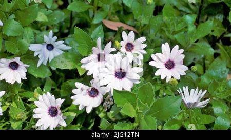 Primo piano di bellissimi fiori bianchi di Dimorphotheca pluvialis noto anche come margherita di pioggia del Capo, marigold, profeta del tempo, margherita di Namaqualand bianco ecc. F Foto Stock