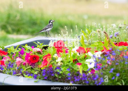 Neptune's Beach Cafe, Leysdown-on-Sea, Isle of Sheppey, Kent - 6 luglio 2022: Un paio di scommesse pied stanno alzando i loro pulcini per un secondo anno in una barca piantata in modo brillante nel giardino del Neptune's Beach Cafe. La barca era stata originariamente piantata per incoraggiare le api e gli uccelli erano chiaramente impressionati! Credit: Kay Roxby/Alamy Live News Foto Stock