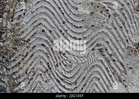 Semi su sfondo di texture concreta, dettaglio marciapiede Foto Stock