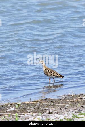 Ruff - Calidris pugnax a Zicksee, Austria, verticale Foto Stock