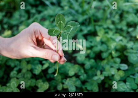 Mano della donna che tiene fortunato quattro-foglia trifoglio pianta. Foto Stock