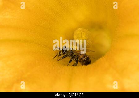 Ape di miele su un fiore di zucca Foto Stock