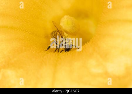 Ape di miele su un fiore di zucca Foto Stock