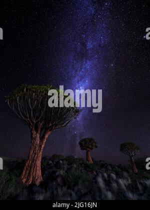 La Via Lattea che si innalza dietro un gruppo di alberi di falda vicino a Keetmanshoop, Namibia Foto Stock