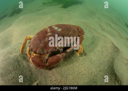 Granchio di Dungeness (magister di Metacarcinus) sul fondo dell'oceano nel santuario marino nazionale dei Farallones più grandi in California. Foto Stock