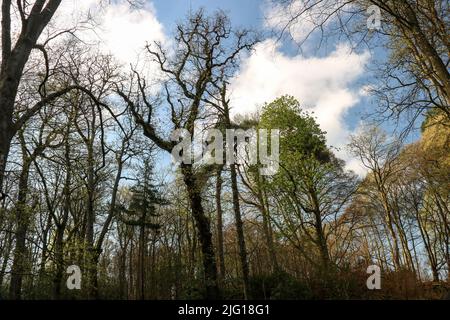 Vista primaverile delle cime degli alberi della foresta contro un cielo nuvoloso blu in primavera Foto Stock