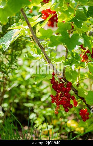 Un ramo di un ribes rosso con frutta matura Foto Stock