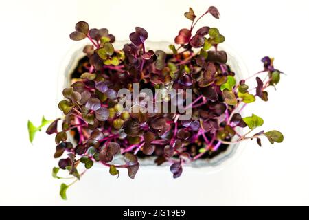Micro germogli di rafano commestibili in una pentola di plastica trasparente su sfondo chiaro, vista dall'alto Foto Stock