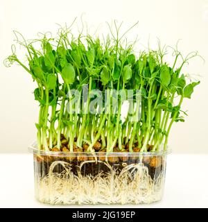 Vista laterale dei fagioli germogli di piselli con radici bianche in una pentola di plastica trasparente su sfondo chiaro Foto Stock