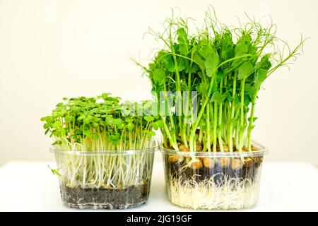 Vista laterale dei fagioli piselli e germogli di girasole con radici bianche in una pentola di plastica trasparente su sfondo chiaro Foto Stock