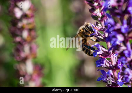 Un'ape di miele raccoglie nettare su un fiore di lavanda, primo piano Foto Stock