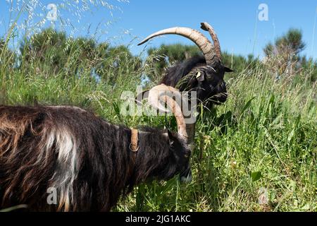 Primo piano di due capre nell'erba Foto Stock