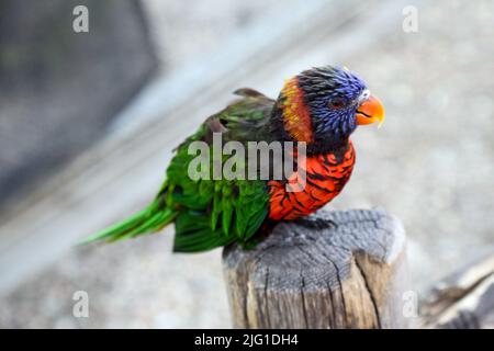 Primo piano immagine di Green Nape Lorikeet Foto Stock