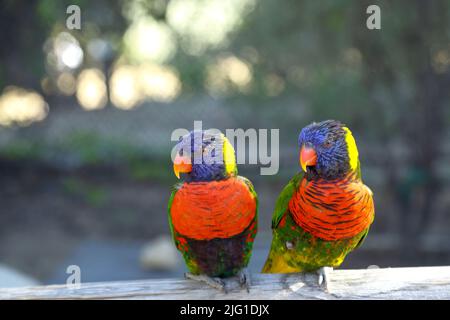 Immagine ravvicinata della coppia Lorikeet con nuca verde Foto Stock