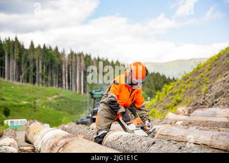 Il lumberjack della taglierina è albero della motosega dell'uomo. Seghe seghe per alberi su segheria. Legno duro che lavora nella foresta. Lumberman lavoro con motosega in Foto Stock