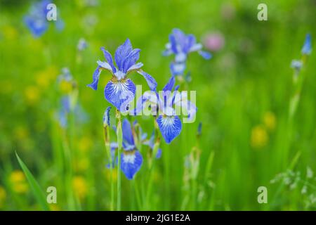 Fiori viola e blu iride closeup su sfondo verde giardino. Giorno di sole. Lotto di iridi. Foto Stock