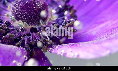 Un fiore viola brillante nell'acqua. Riprese in stock. Grandi petali di fiori avvolti in acqua su cui ci sono molte gocce in macro fotografia. Qual. Alto Foto Stock