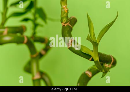 Bambù fortunato, nastro Dracaena, bambù curly, bambù d'acqua cinese, primo piano di piante su uno sfondo verde, sfondo per disegni, carta da parati verde Foto Stock