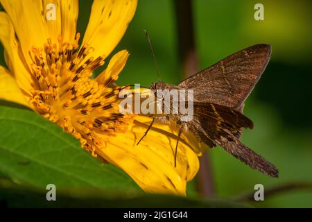 skipper marrone su fiore giallo Foto Stock