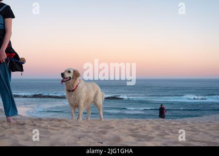 Golden Retriever vuole prendere la palla, Sudafrica Foto Stock