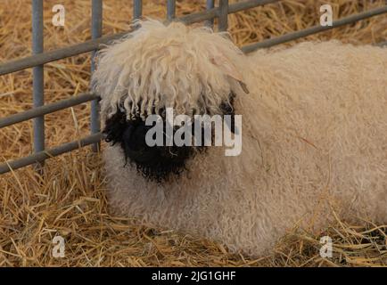 Rare pecore bianche e nere di razza che giacciono in una penna nella paglia pulita Foto Stock