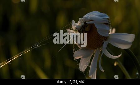 Fiore pianta camomilla con un piccolo ragno sulla sua parte superiore su sfondo verde sfocato. Creativa. Primo piano di piccolo insetto in un campo Foto Stock