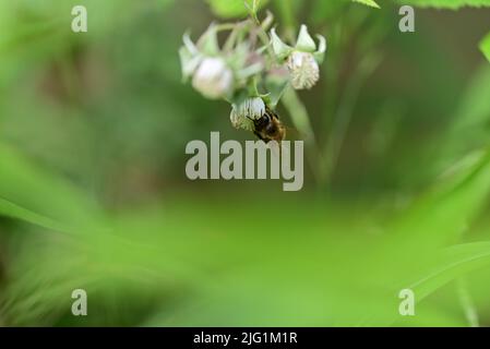 Unmature rashberry sul cespuglio e un'ape come un primo piano su uno sfondo sfocato Foto Stock