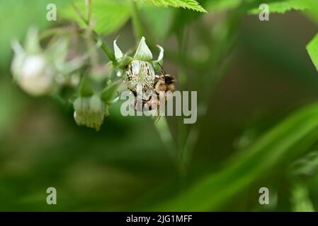 Unmature rashberry sul cespuglio e un'ape come un primo piano su uno sfondo sfocato Foto Stock