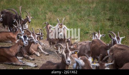 Una mandria di caprini di Togggenburger, una razza di capra da latte della Svizzera Foto Stock