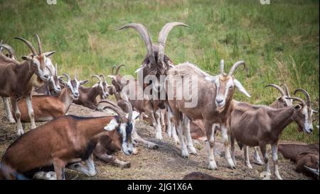 Una mandria di caprini di Togggenburger, una razza di capra da latte della Svizzera Foto Stock