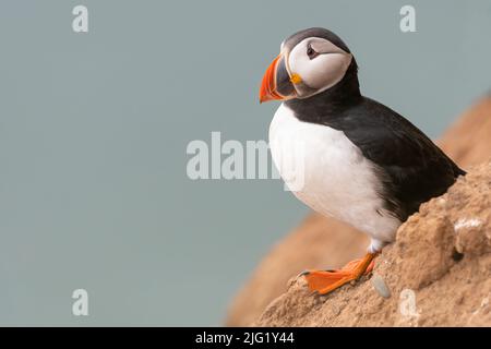 Atlantic puffin (Fratercula arctica) Foto Stock