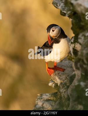 Atlantic puffin (Fratercula arctica) Foto Stock