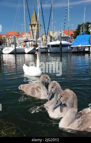 swanfamily, una madre con 4 bambini sta godendo l'estate. Lindau il porto bavarese con skyline è sullo sfondo Foto Stock