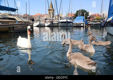 swanfamily, una madre con 4 bambini sta godendo l'estate. Lindau il porto bavarese con skyline è sullo sfondo Foto Stock