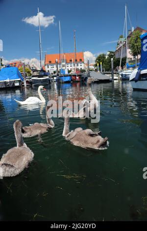 swanfamily, una madre con 4 bambini sta godendo l'estate. Lindau il porto bavarese con skyline è sullo sfondo Foto Stock