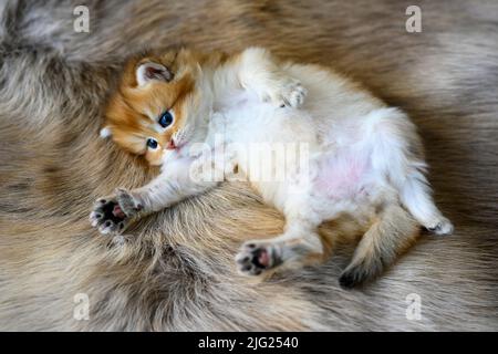 Il gattino si trova sullo stomaco su un tappeto di lana marrone. Golden British Shortair snuggling in posizione supina, vista dall'alto di un pedigre molto carino Foto Stock