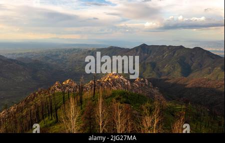 Mount Lemmon Arizona ha arranicato gli alberi dopo il fuoco della foresta. Foto Stock