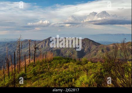 Mount Lemmon Arizona ha arranicato gli alberi dopo il fuoco della foresta. Foto Stock