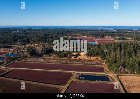 Paludi di mirtilli nell'Oregon meridionale. Foto Stock