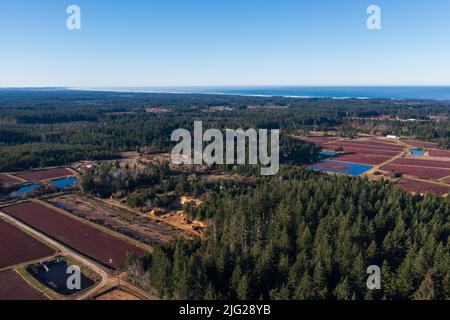 Paludi di mirtilli nell'Oregon meridionale. Foto Stock