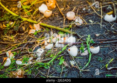 Gusci di uovo su un cumulo di composto primo piano. Cibo e rifiuti organici nella produzione di fertilizzanti non-rifiuti Foto Stock