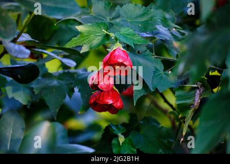 Le lanterne cinesi Foto Stock