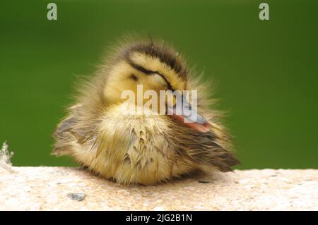 Un'anatra di mallardo dorme su una sporgenza accanto ad una fontana. Foto Stock