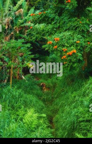 Alberi tropicali nella foresta pluviale Hawaiiana di Oahu. Rigogliosa natura selvaggia e rigogliosa con un percorso escursionistico nelle Hawaii. Natura selvaggia nativa in un misterioso Foto Stock