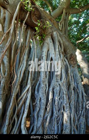 Vitigni o radici sopraffolte in una foresta. Fichi selvatici nativi in un paesaggio misterioso. Primo piano di un albero Banyan a Waikiki, Honolulu Hawaii, USA. Grande Foto Stock