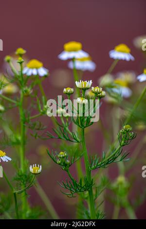 Matricaria chamomilla che cresce nel prato Foto Stock