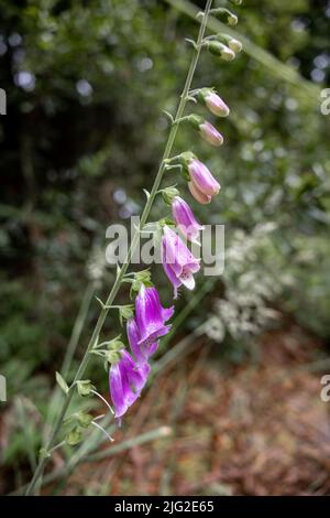 Digitalis purpurea, comune Foxglove a Fort Bragg CA Foto Stock