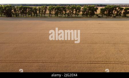 Volo aereo Drone View su campo di grano con maturazione grano giallo e autostrada, striscia di alberi verdi. Agrario, agricolo, campo agricolo, coltura agricola. Industria agroindustriale Foto Stock