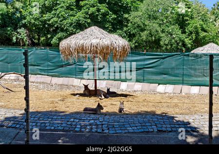 Un canguro australiano che riposa nel cortile della fattoria, Sofia, Bulgaria Foto Stock